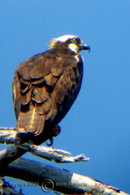 Backyard Osprey