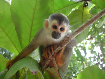 Manuel Antonio National Park - Squirrel Monkey