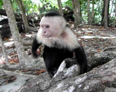 Manuel Antonio National Park - White Faced Monkey