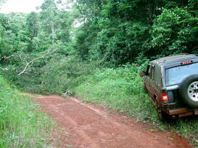 Road Block - Fallen Tree