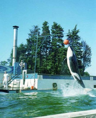 pWindsor_3-2.jpg