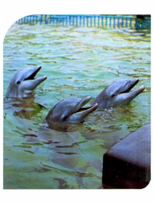 pmeet the dolphins p1.jpg