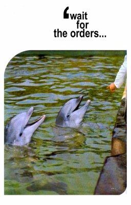 pmeet the dolphins p3.jpg
