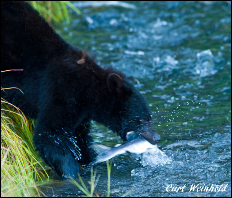 Snatchin Salmon