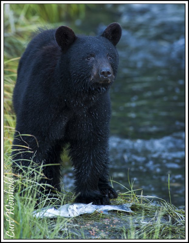 Alaskan Black Bear w/ salmon