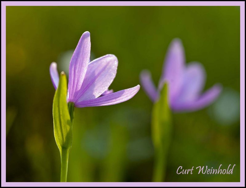 Rose pogonia