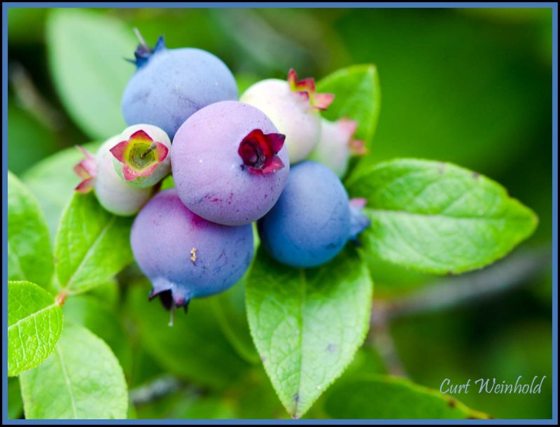 Blueberries