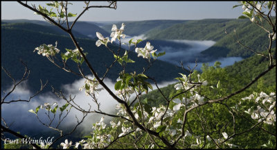 Wild Azalea