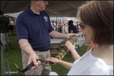 Morris Rattlesnake hunt.