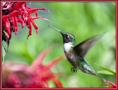 Ruby-Throated Hummingbird feeds on Bergamot