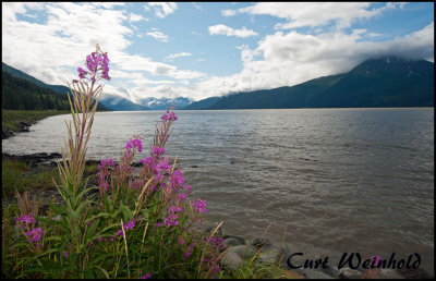 Fireweed  and Cook Inlet