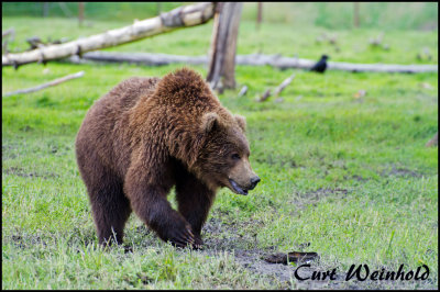 Alaskan Brown Bear