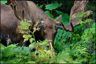 Moose in Cow Parsnip