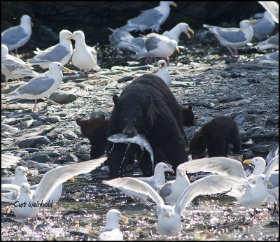 Caught it - Black bear with three cubs