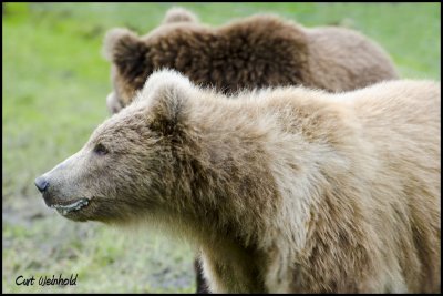 Brown bears