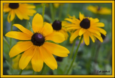 Black-eyed Susans