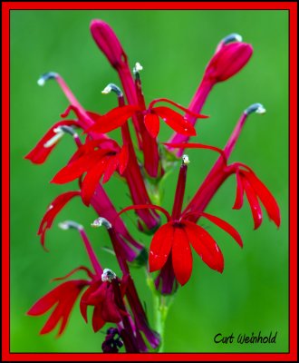 Cardinal Flower