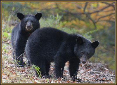 Two Cub Bears