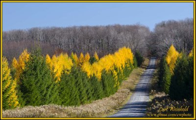 Larch & spruce border Lyman Run Road