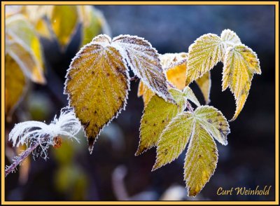 Morning frost on raspberry leaves