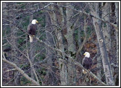 Two eagles from Lyman Run State Park
