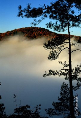 Morning fog accentuates pine tree.