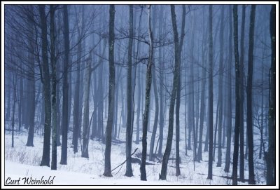 Snow filled forest