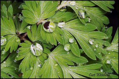 Droplets on Dutchmans Breeches