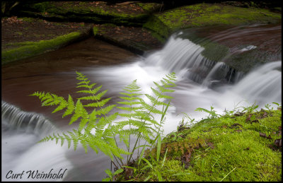 Four mile ferns