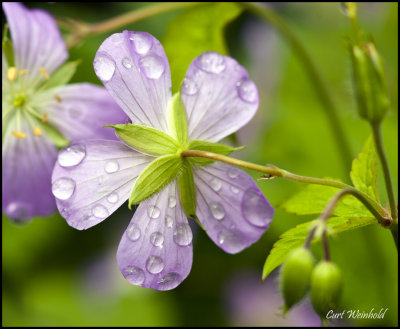 Wild Geranium