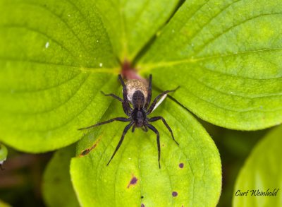Spider with eggsac on  bunchberry