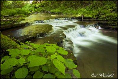 Stinging Nettles