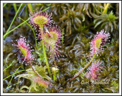 Sundew