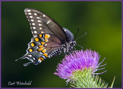 Black Swallowtail on Thistle