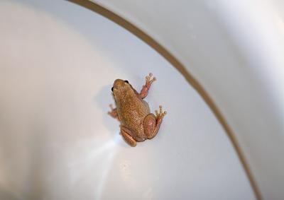 Toilet Frog #2