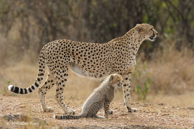 Cheetah & two cubs