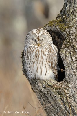Owl, Ural @ Hokkaido