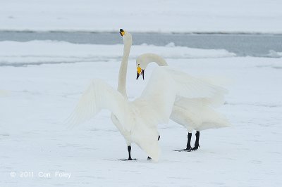 Swan, Whooper @ Lake Kussharo