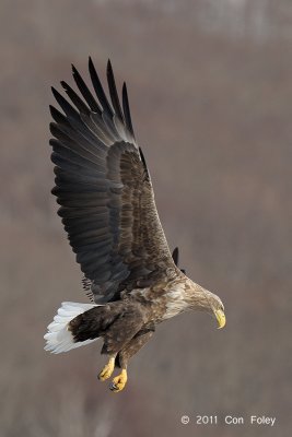 Eagle, White-tailed Sea