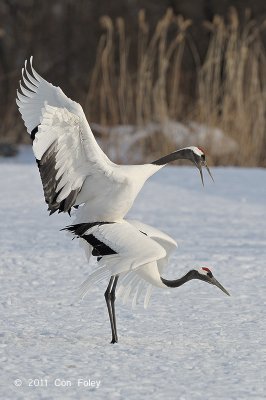 Crane, Red-crowned