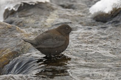 Dipper, Brown