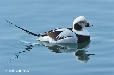 Duck, Long-tailed (male) @ Hanasakiminato Harbor