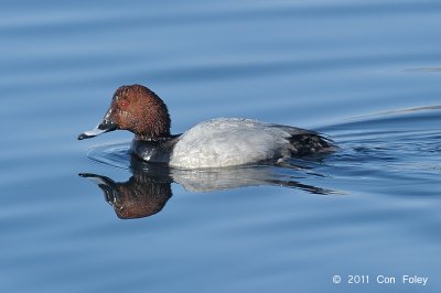 Pochard, Common @ Hanasakiminato Harbor