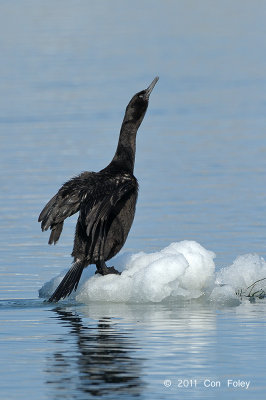 Cormorant, Pelagic @ Habomai Harbor