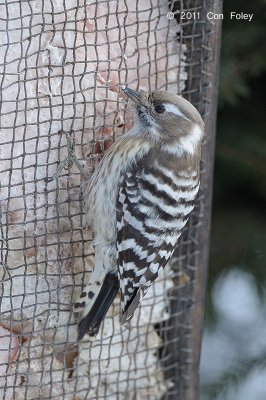 Woodpecker, Japanese Pygmy @ Nemuro