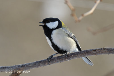 Tit, Japanese