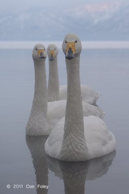 Swan, Whooper @ Lake Kussharo