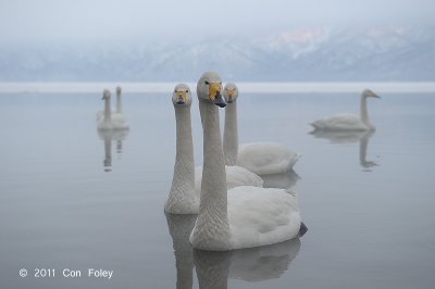 Swan, Whooper @ Lake Kussharo