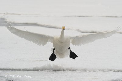 Swan, Whooper @ Lake Kussharo