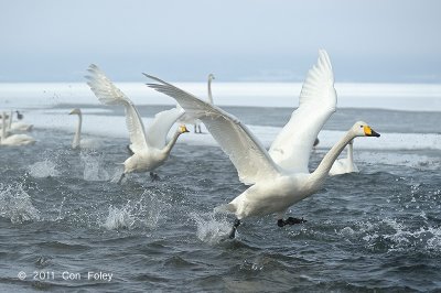 Swan, Whooper @ Lake Kussharo